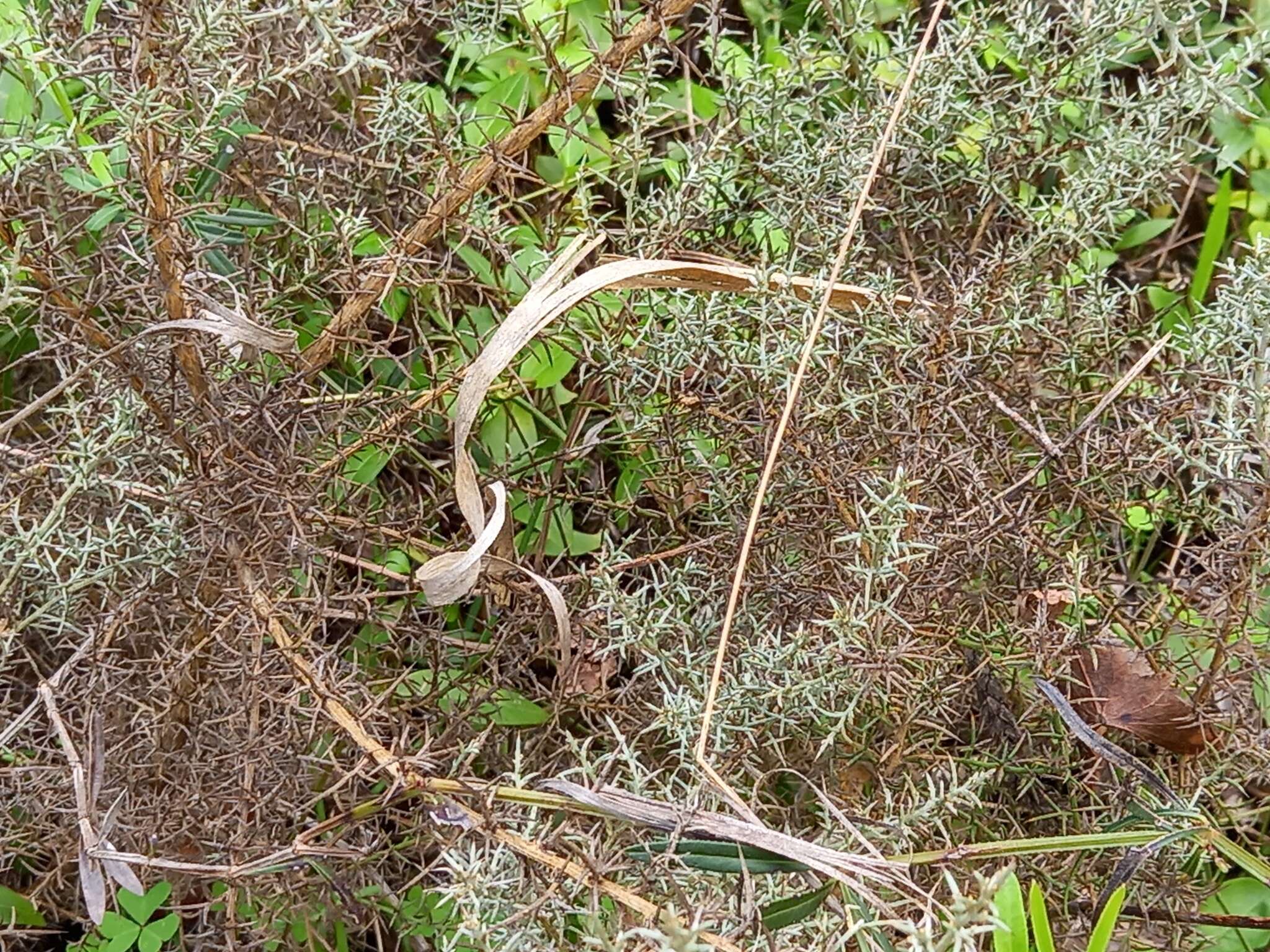 Sivun Ulex argenteus subsp. argenteus kuva