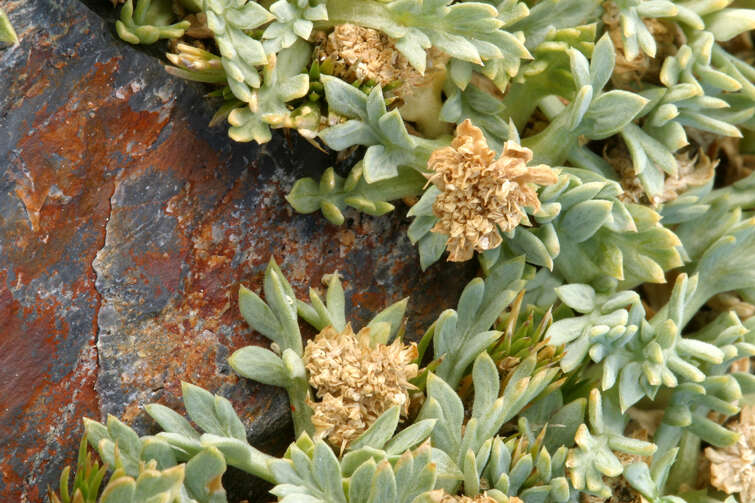 Plancia ëd Podistera nevadensis (A. Gray) S. Wats.