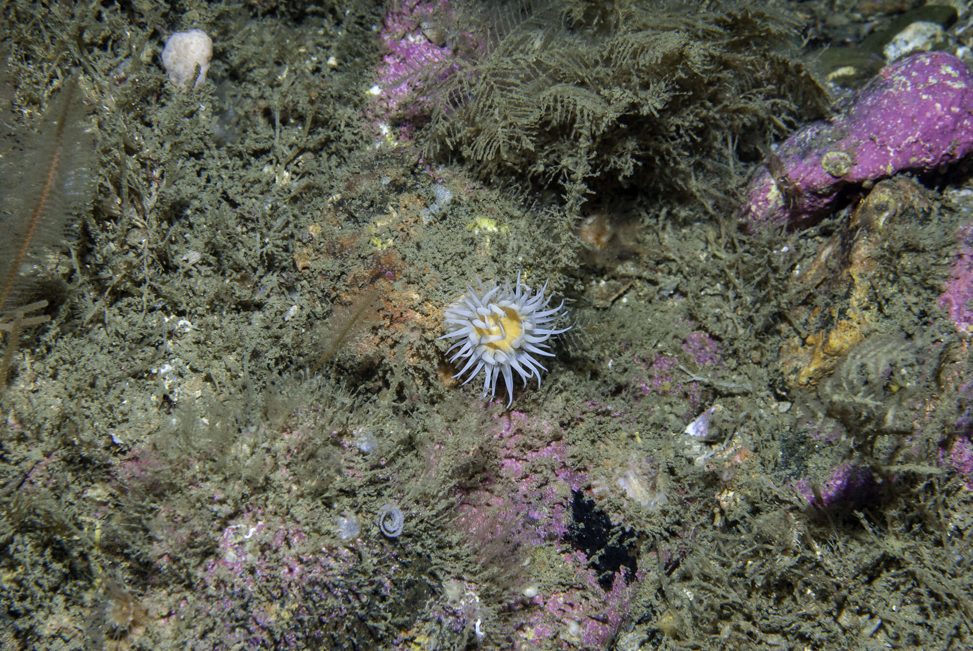 Image of thenarian burrowing anemones