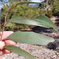 Image of Eucalyptus blaxlandii Maiden & Cambage