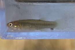 Image of Redface topminnow