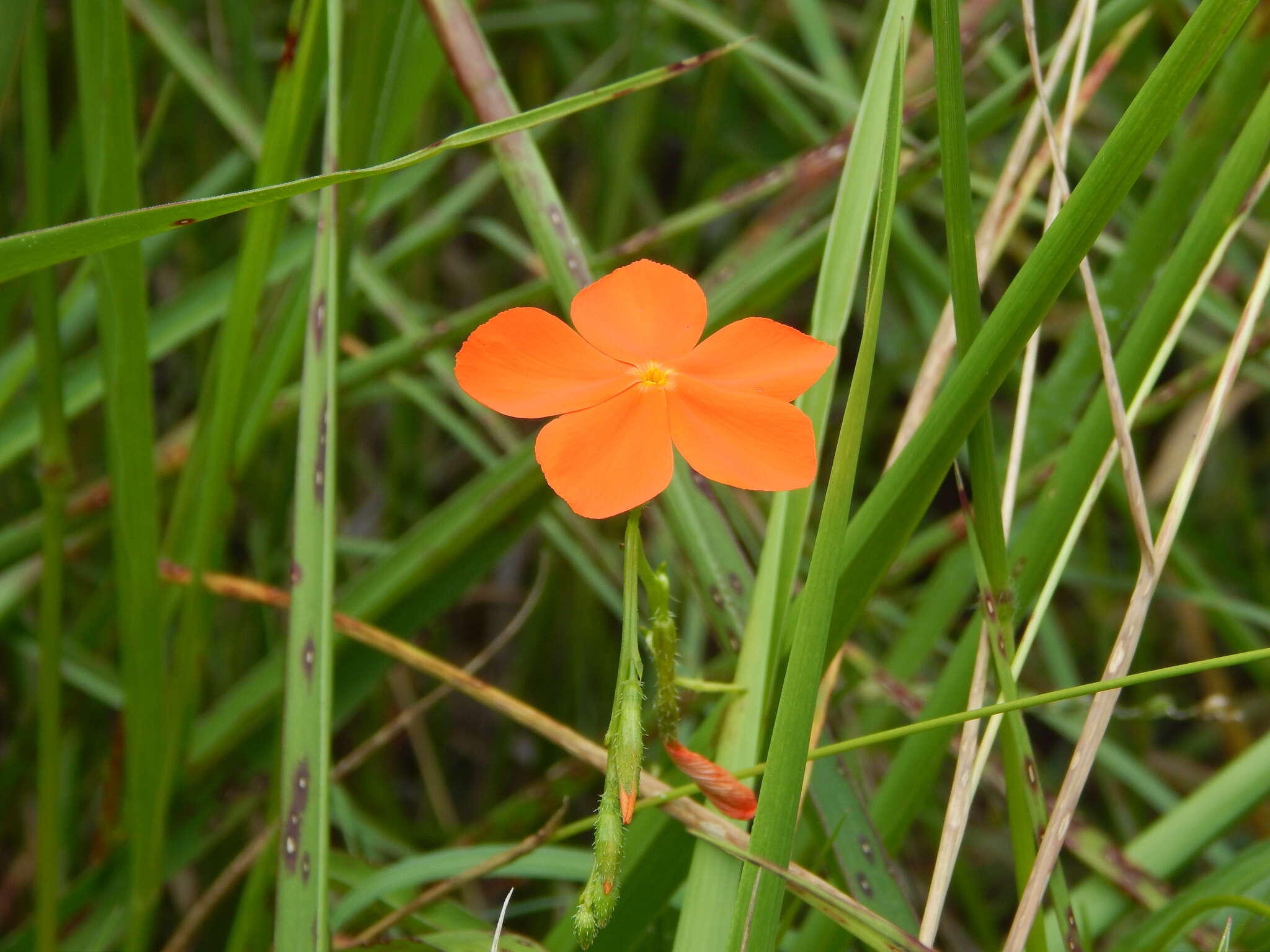 Tricliceras longepedunculatum (Mast.) R. B. Fernandes resmi