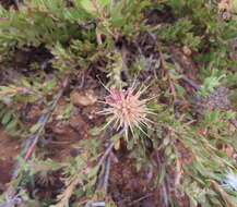 Plancia ëd Leucospermum heterophyllum (Thunb.) Rourke