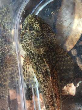 Image of Mottled Sculpin