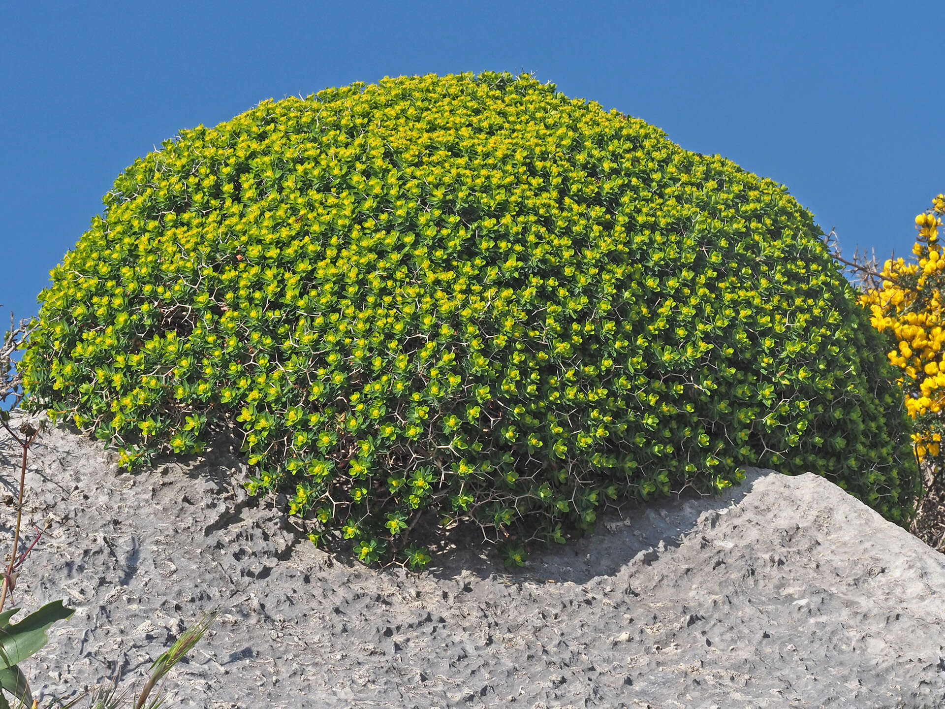 Imagem de Euphorbia acanthothamnos Heldr. & Sart. ex Boiss.