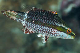 صورة Oxycheilinus unifasciatus (Streets 1877)