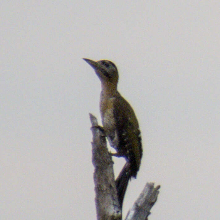 Image of Laced Woodpecker