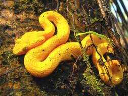 Image of Eyelash Viper