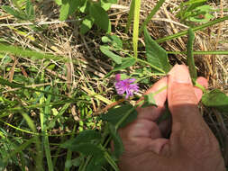 Image of Missouri ironweed