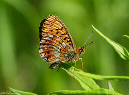 Image of <i>Boloria oscarus</i>