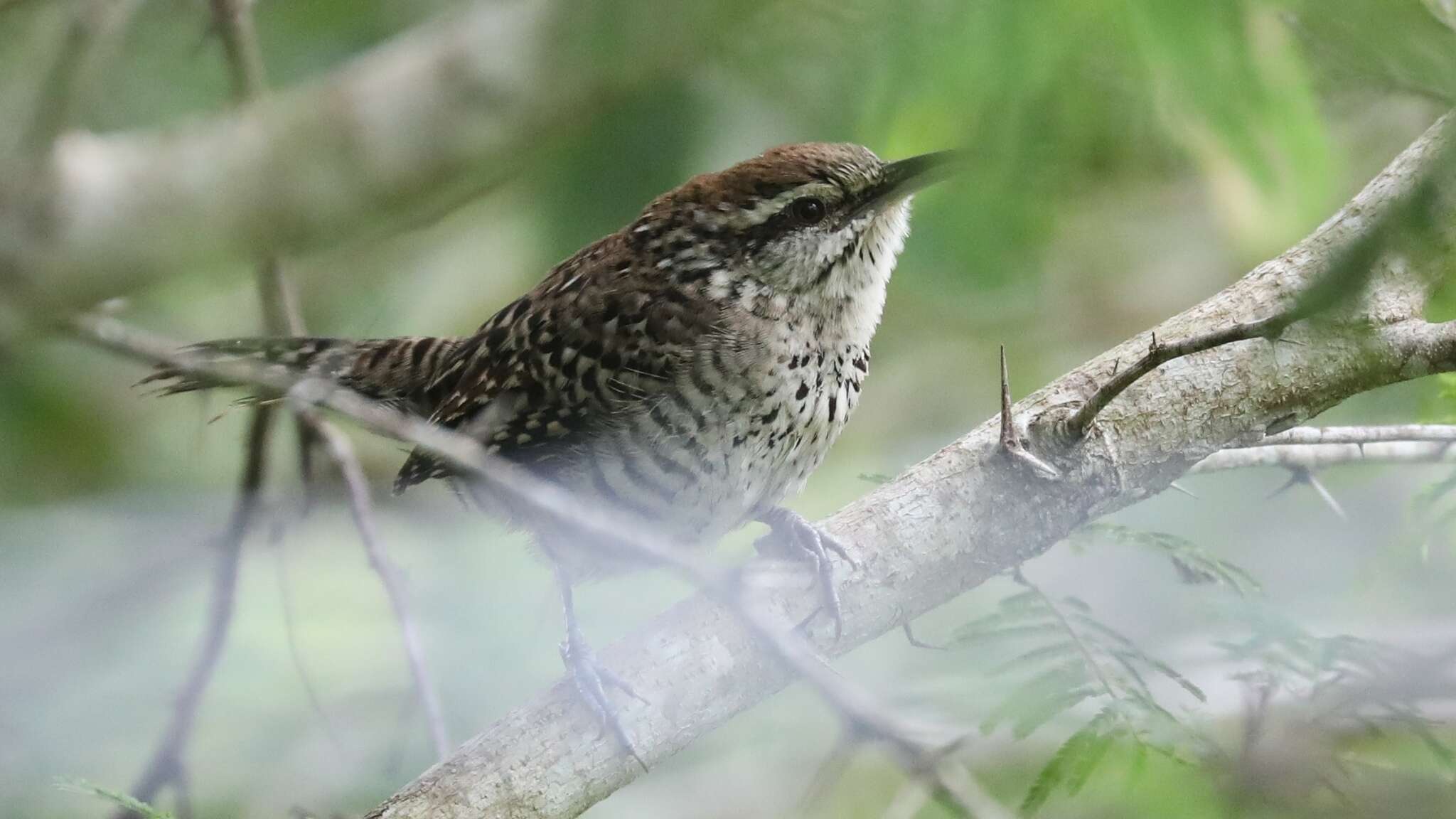 Image of Yucatan Wren