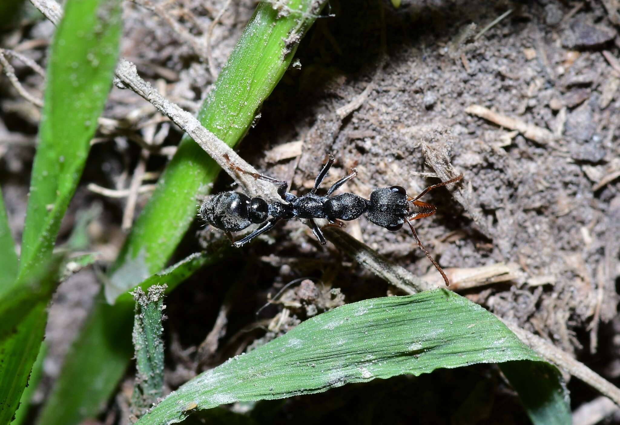 Image de Myrmecia urens Lowne 1865