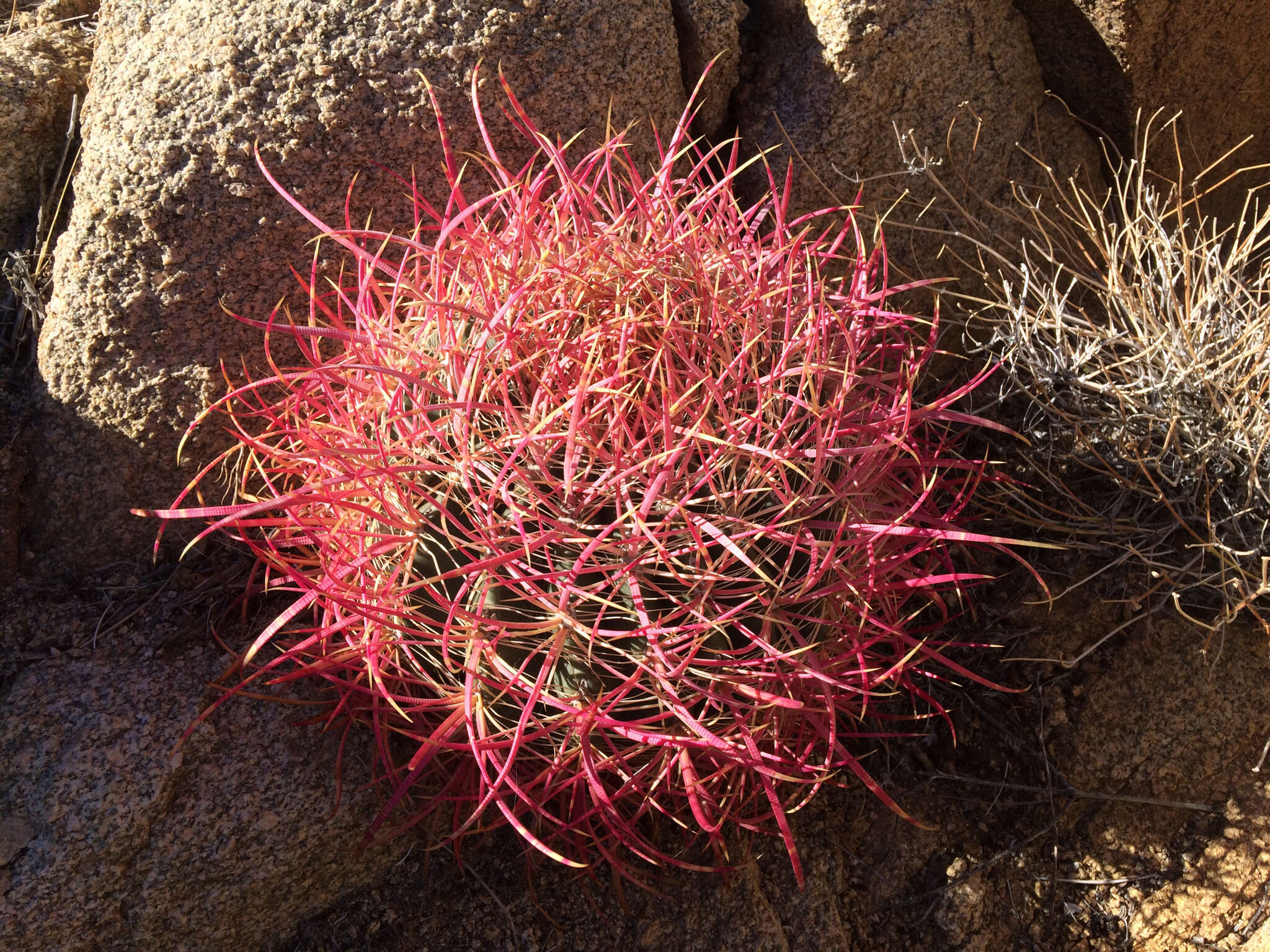 Image of California Barrel Cactus