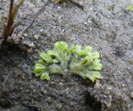 Image of Riccia huebeneriana subsp. sullivantii (Austin) R. M. Schust.