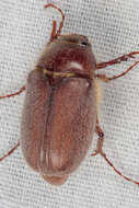 Image of Phyllophaga (Phyllophaga) rubiginosa (Le Conte 1856)