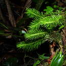 Image of hanging clubmoss
