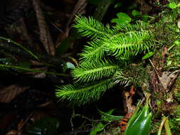 Image of hanging clubmoss