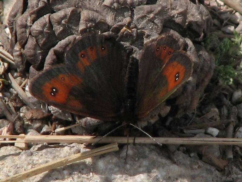 Image of Erebia rhodopensis Elwes 1900