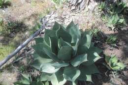 Image of Agave flexispina Trel.