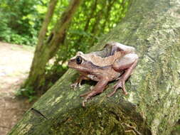 Image of Mozambique tree frog