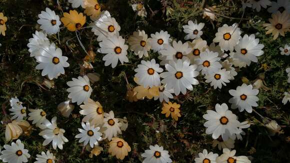 Image of Osteospermum pinnatum (Thunb.) Norlindh