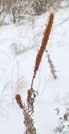 Imagem de Veronicastrum sibiricum (L.) Pennell