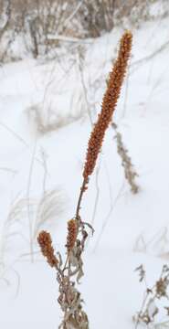 صورة Veronicastrum sibiricum (L.) Pennell