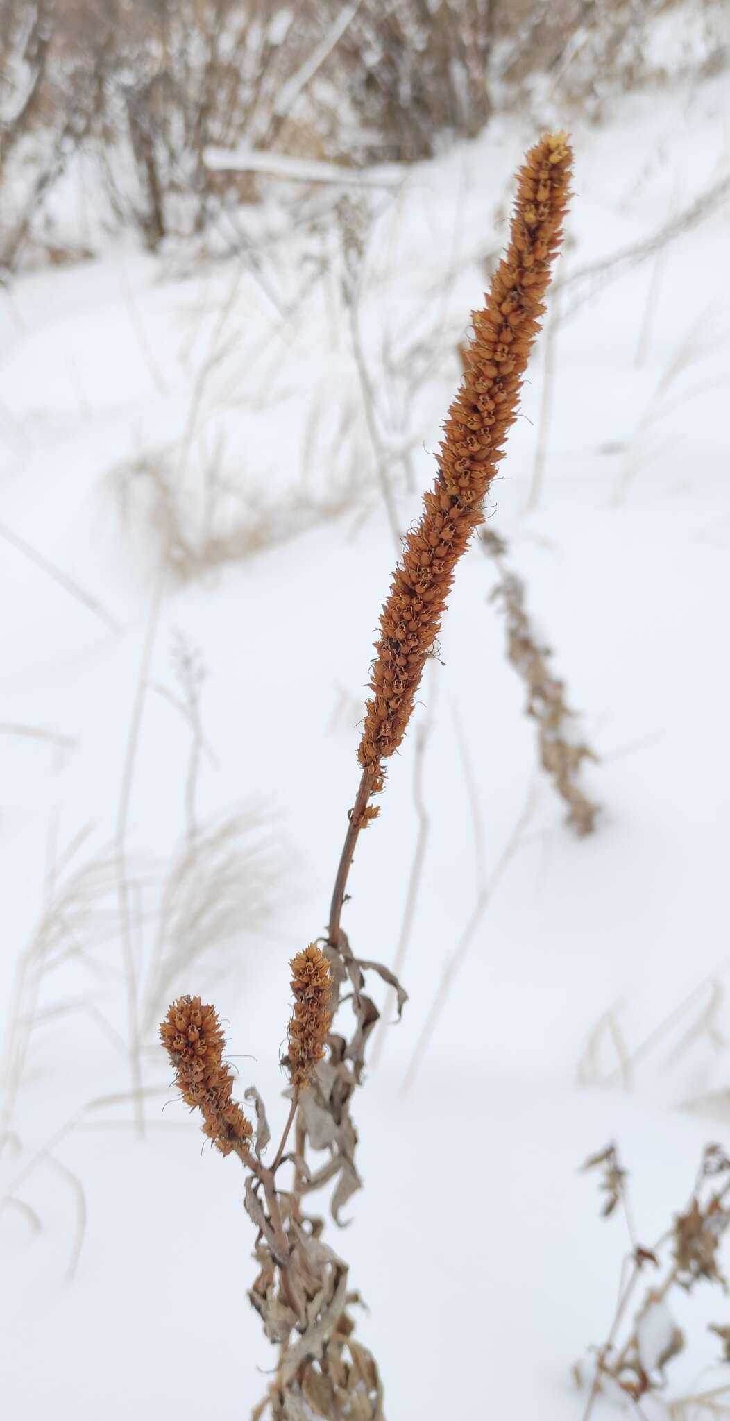 Image of Veronicastrum sibiricum (L.) Pennell