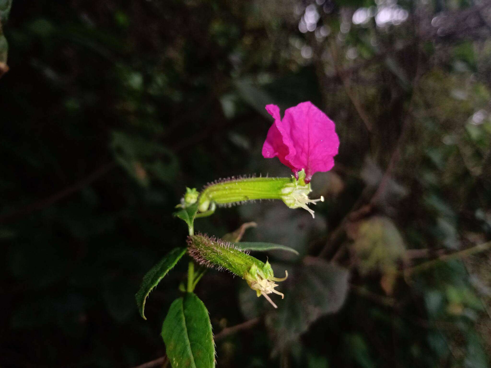 Imagem de Cuphea nitidula Kunth