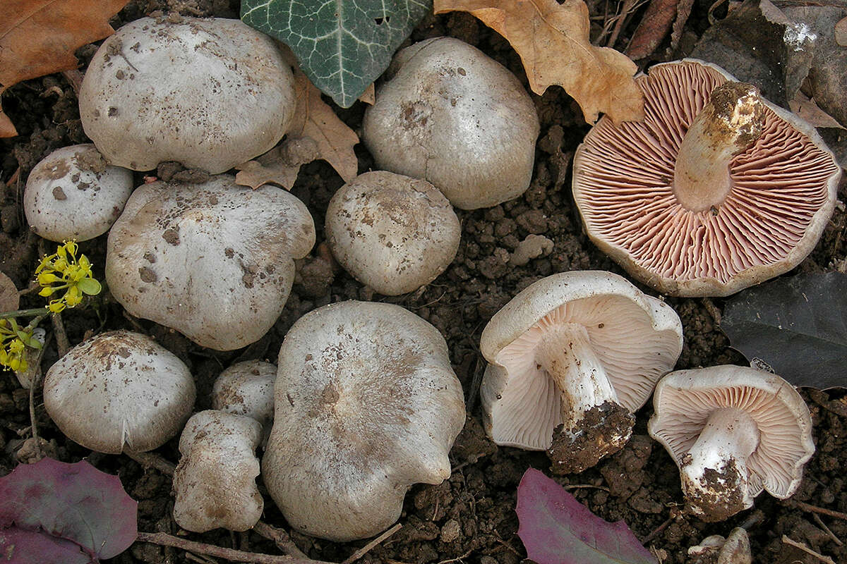 Image of Entoloma saundersii (Fr.) Sacc. 1887