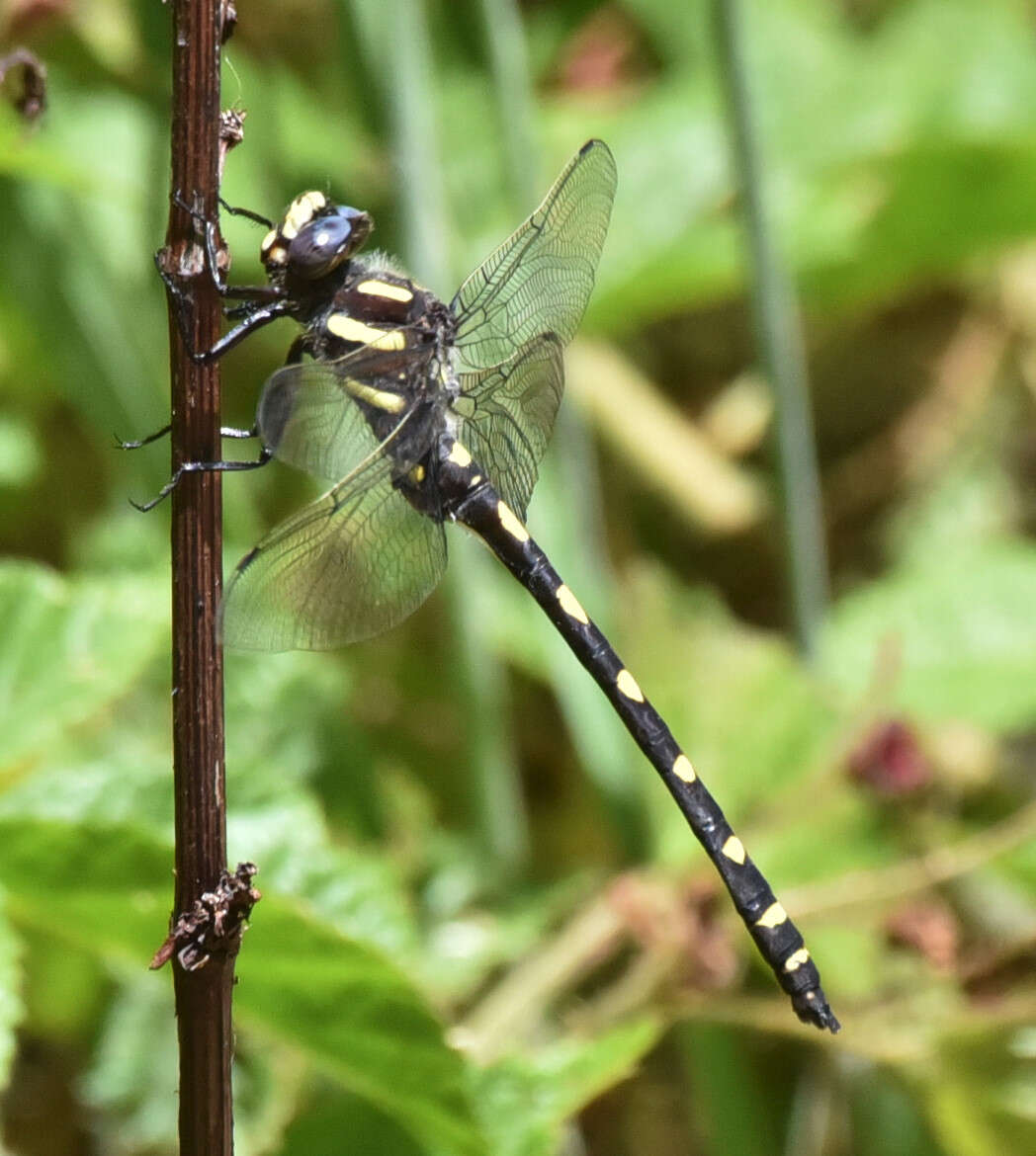 Image of Pacific Spiketail