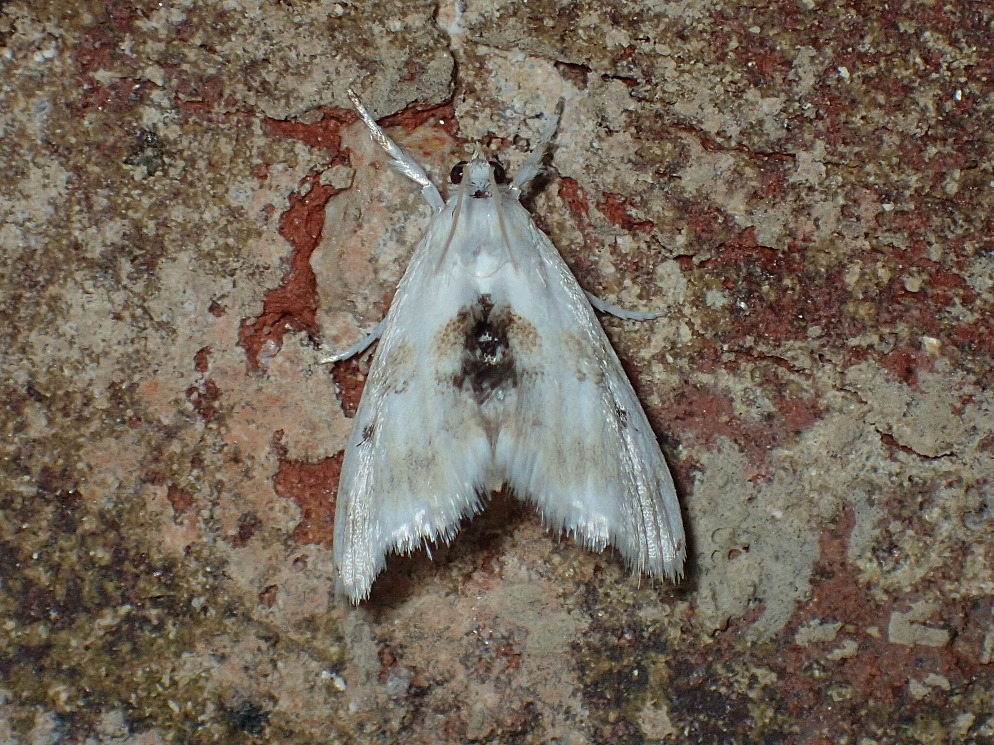 Image de Lipocosma sicalis Walker 1859