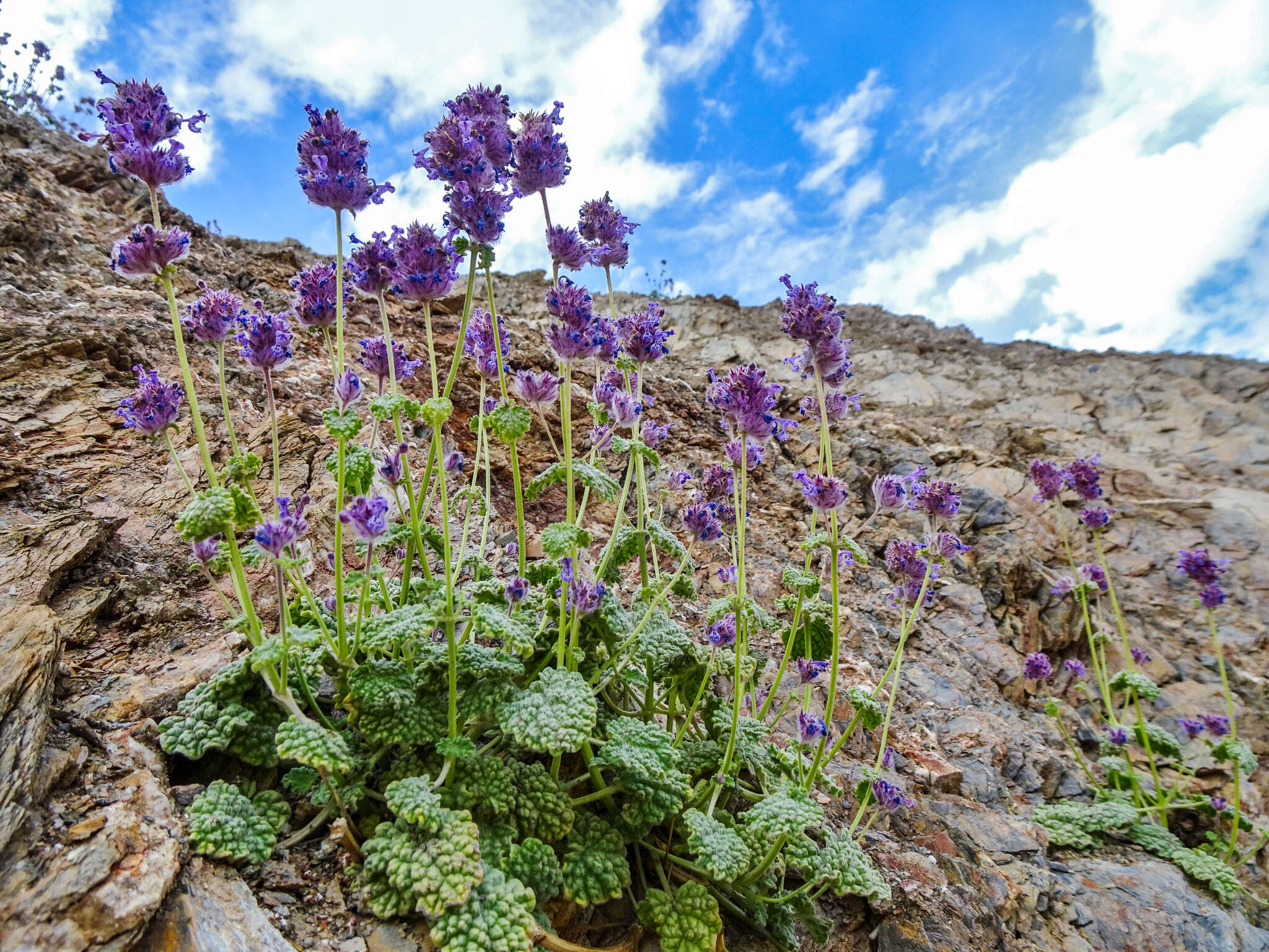 Image of Nepeta floccosa Benth.