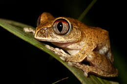 Image of Leptopelis spiritusnoctis Rödel 2007