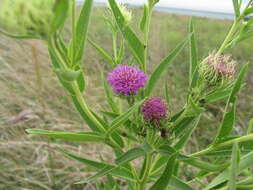 Imagem de Vernonia arkansana DC.