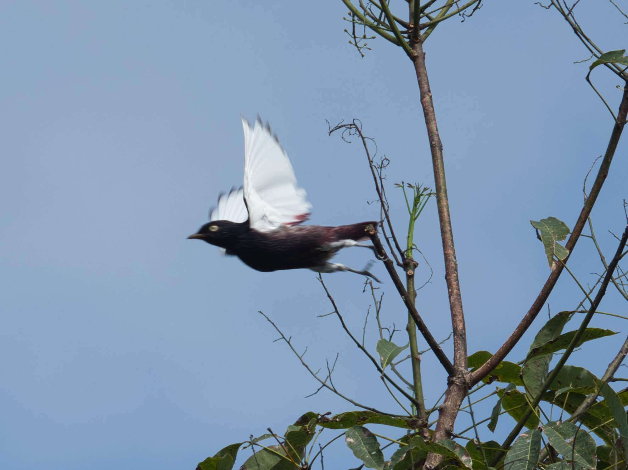 Image of White-winged Cotinga