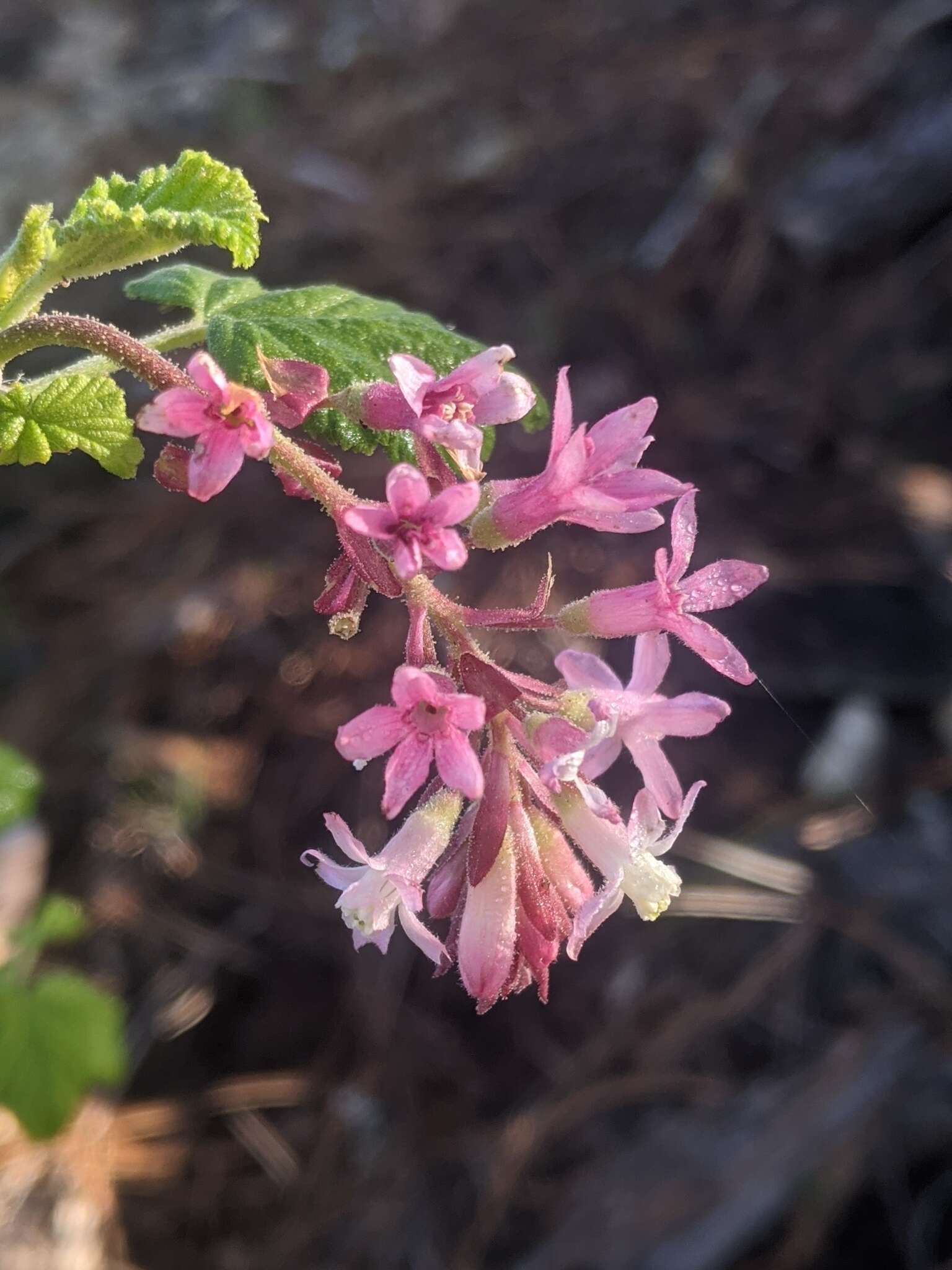 Imagem de Ribes sanguineum var. glutinosum (Benth.) Loud.