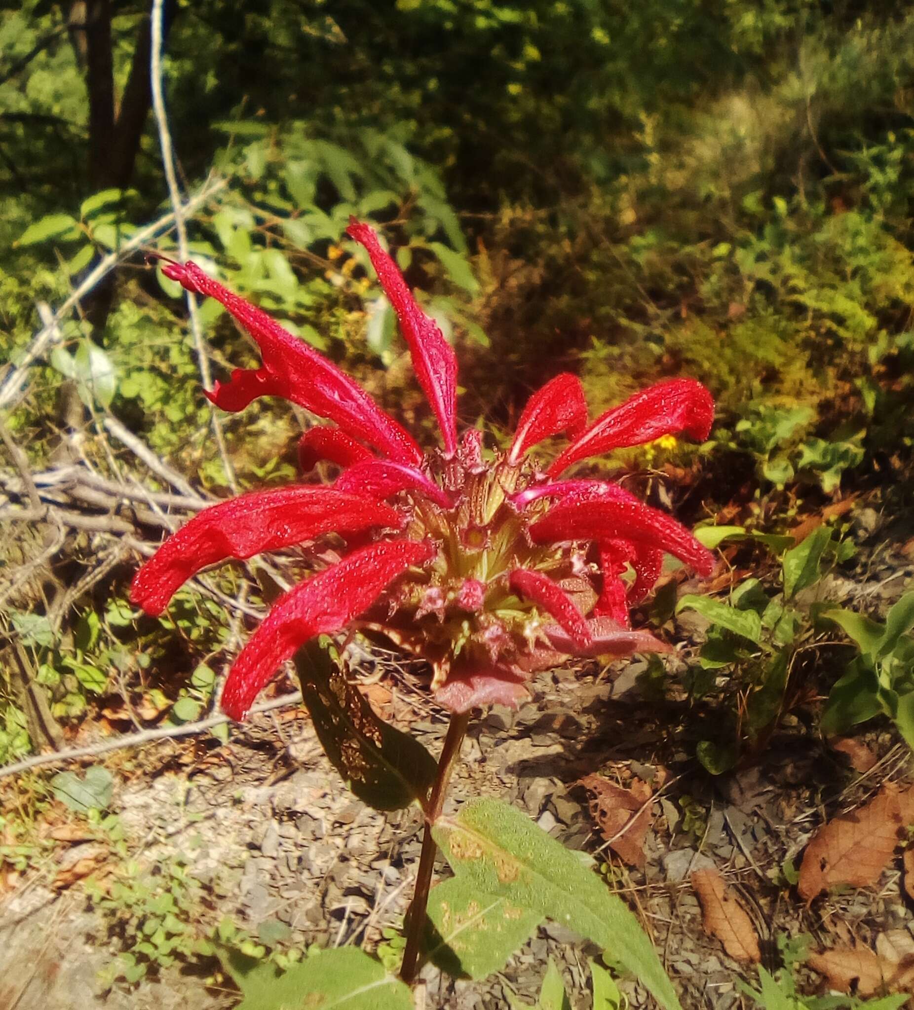 Image of Monarda pringlei Fernald