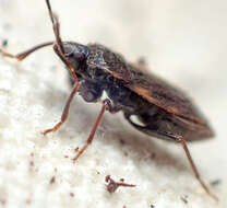 صورة Eremocoris opacus Van Duzee & E. P. 1921