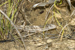 Image of Grass Anole