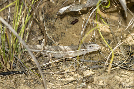 Image of Grass Anole