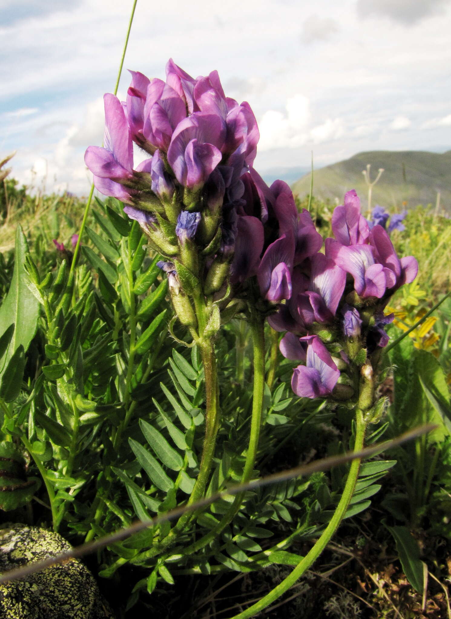 Image de Oxytropis altaica (Pall.) Pers.