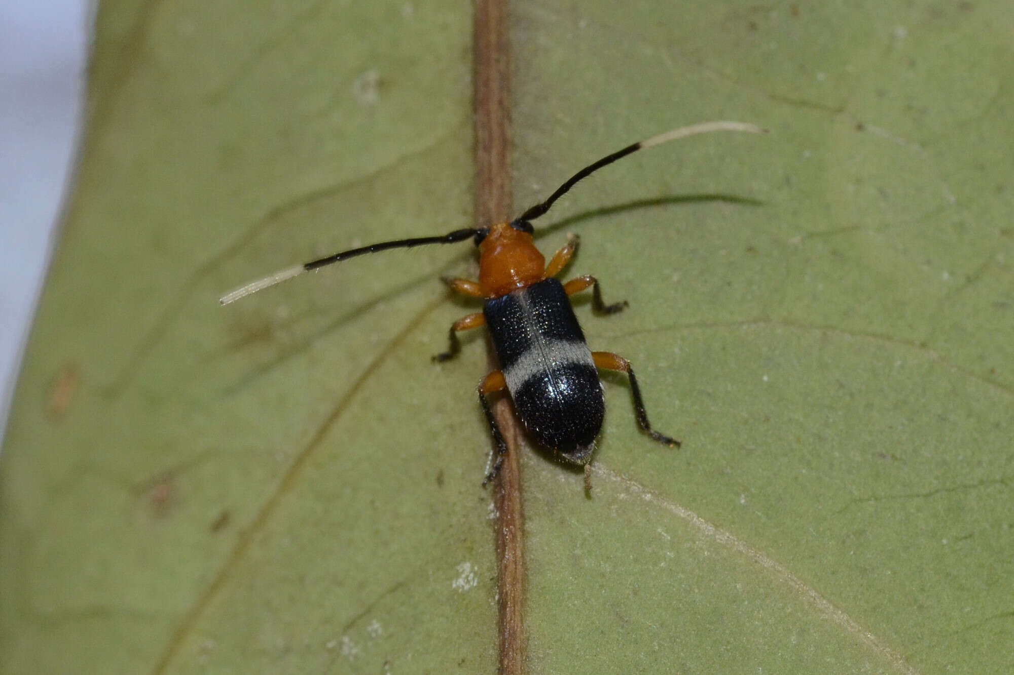 Image of Callia leucozonata Lane 1973