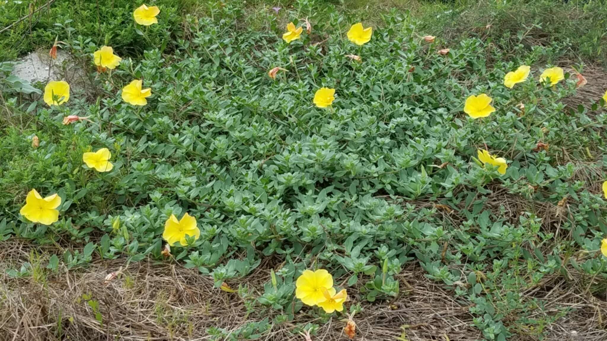 Oenothera drummondii Hook. resmi