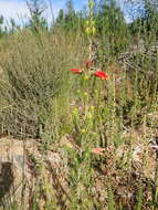 Image of Erica unicolor Wendl.