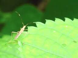 Image of Paraplesius vulgaris (Hsiao 1964)