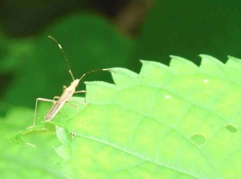 Image of Paraplesius