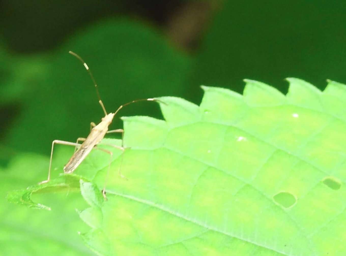 Image of Paraplesius vulgaris (Hsiao 1964)