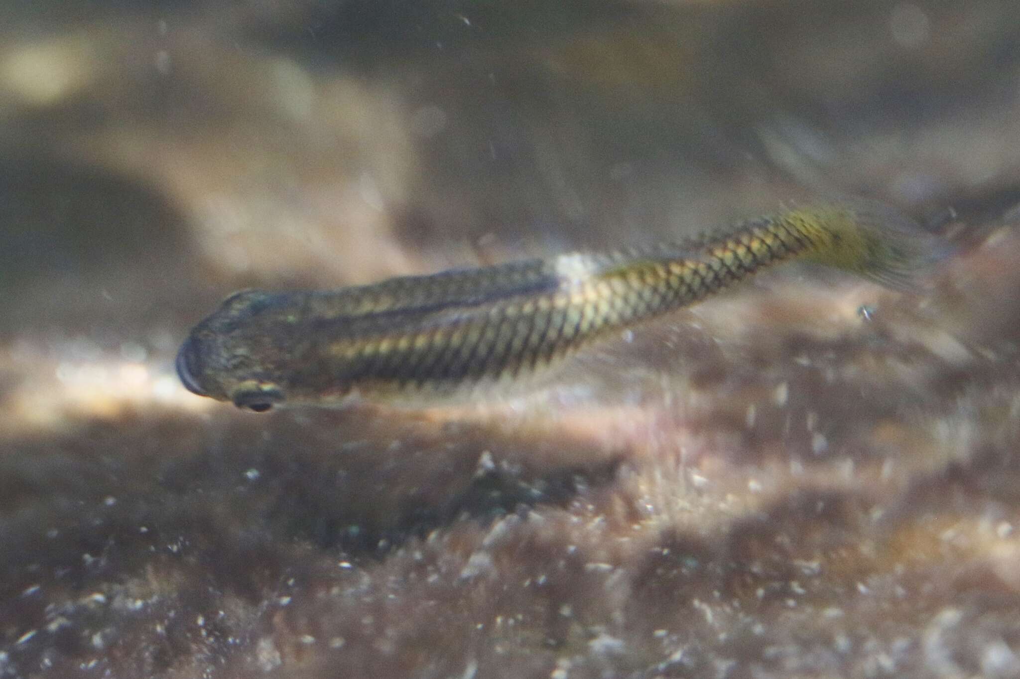 Image of Pecos Gambusia