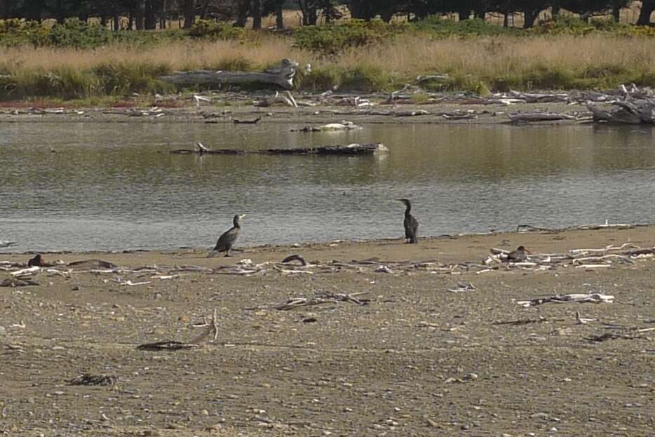 Phalacrocorax carbo novaehollandiae Stephens 1826的圖片